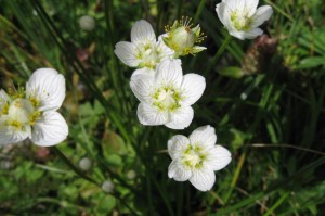 Parnassia palustris (1200 x 799)